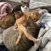 やのありさ 会員画像