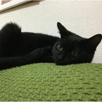 やなぎ. 会員画像