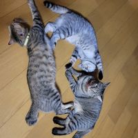 ししゃモン 会員画像