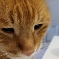 にゃ子助けたい