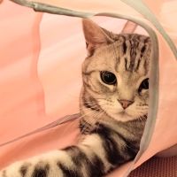 にゃ子助けたいさん