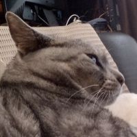 メタボウズ 会員画像