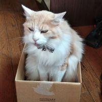 シズハ 会員画像