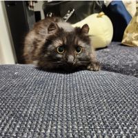 ひよりんご 会員画像