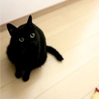 motipuyo 会員画像