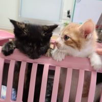 しらすtei 会員画像