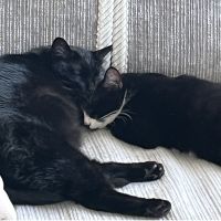 まさかの保護猫うっちーさん