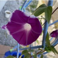 びっくむーん 会員画像