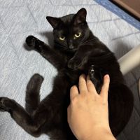 カシスウーロンさん