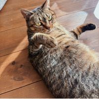 なびにこさん