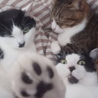 はっちょびさん