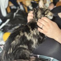 らぶか 会員画像