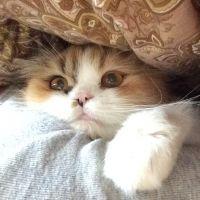 vaks47832 会員画像