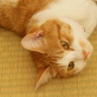 にゃにゃ丸 会員画像