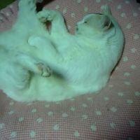 みけにゃんさん