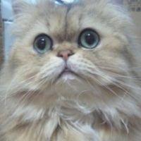 ねねと 会員画像