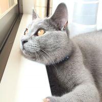 とやたん 会員画像