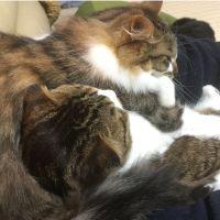 くろそららさん