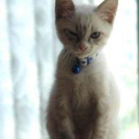 猫 病気 ケガ 病気全般 猫伝染性腹膜炎 Fip の初期症状について ネコジルシ