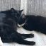 まさかの保護猫うっちー