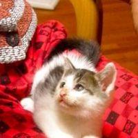 にゃお♪ 会員画像