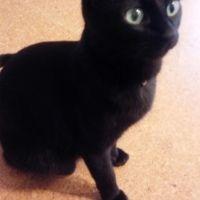 にゃーこちゃん 会員画像