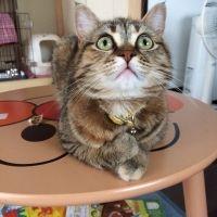 hanaにゃん 会員画像