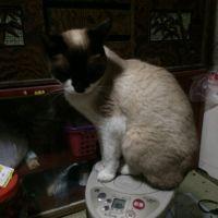 無邪気 会員画像