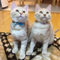 holunape 会員画像