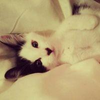 Fantastic4 会員画像