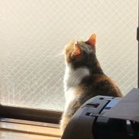 プリコ 会員画像