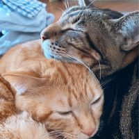 mii猫さん