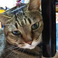 猫鮪 会員画像