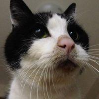 こひねこ 会員画像