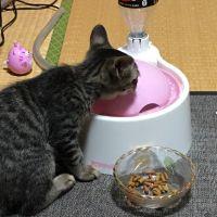 日向(ᵔᴥᵔ) 会員画像