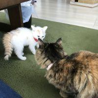 ららにゃん♪︎ 会員画像