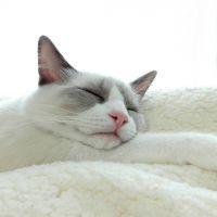 syokora 会員画像