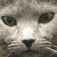 gomaboo 会員画像