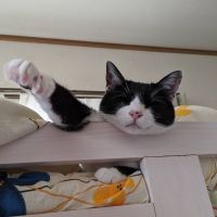会員画像