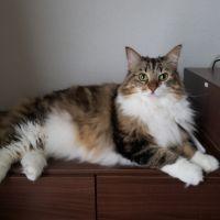 ゆったんパパ 会員画像