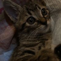 れおみーるさん