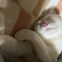 まったん252525 会員画像