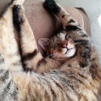 ハルちゃんの里親 会員画像