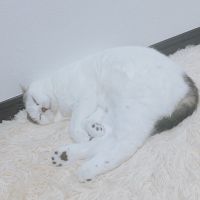 しゅがぞう 会員画像