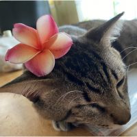 会員画像