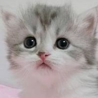 さとっさん