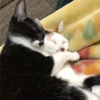 テトコロン 会員画像