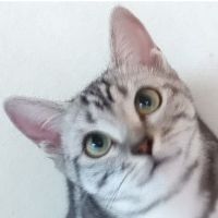 華猫さん