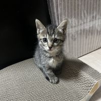 ちゃくとん 会員画像