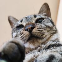むしぽさん